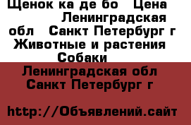 Щенок ка де бо › Цена ­ 50 000 - Ленинградская обл., Санкт-Петербург г. Животные и растения » Собаки   . Ленинградская обл.,Санкт-Петербург г.